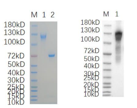 Reducing 4%-20% SDS-PAGE (CBB stained) and WB (Anti-His Mouse Mon centigradelonal antibody) analysis profiles of purified TTK.
1. TTK: 1 μg
2. BSA: 1 μg